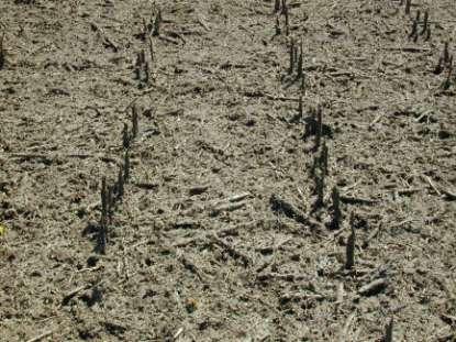 TILLAGE AFFECTS BIOLOGICAL ACTIVITY Cooler and wetter no-till soils Slower residue decomposition Nutrient