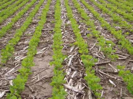 SURFACE CROP RESIDUE INTERACTS WITH OTHER FACTORS Impact on erosion Cooler soils