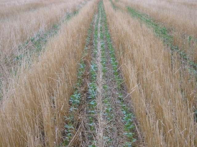 Cover Crop Contribution Legume cover crop 12 inches tall, about 2000 lbs of dry hay @ 18 % protein or 2.