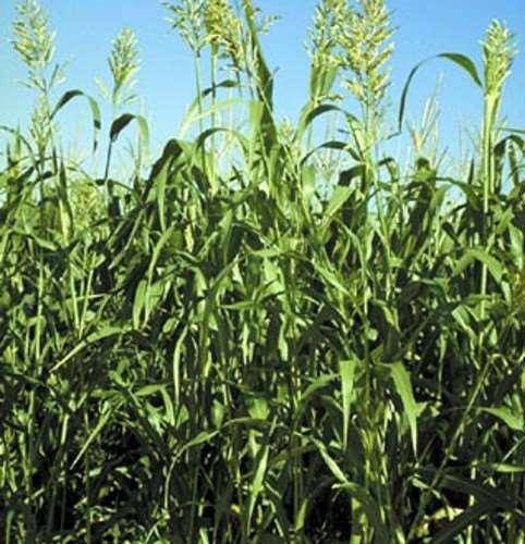 Now, let s plough under our cover crop A sorghum sudangrass was planted as a cover crop with nutrient content of 1.5% N, 0.