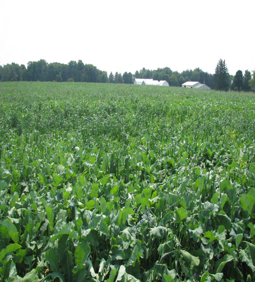 Advantages of Multi Specie Mixes for Grazing Over 1 or 2 Way Mixes Plant diversity improves yield efficiency Plant diversity reduces weather, insect, and wildlife risks Plant diversity reduces risk