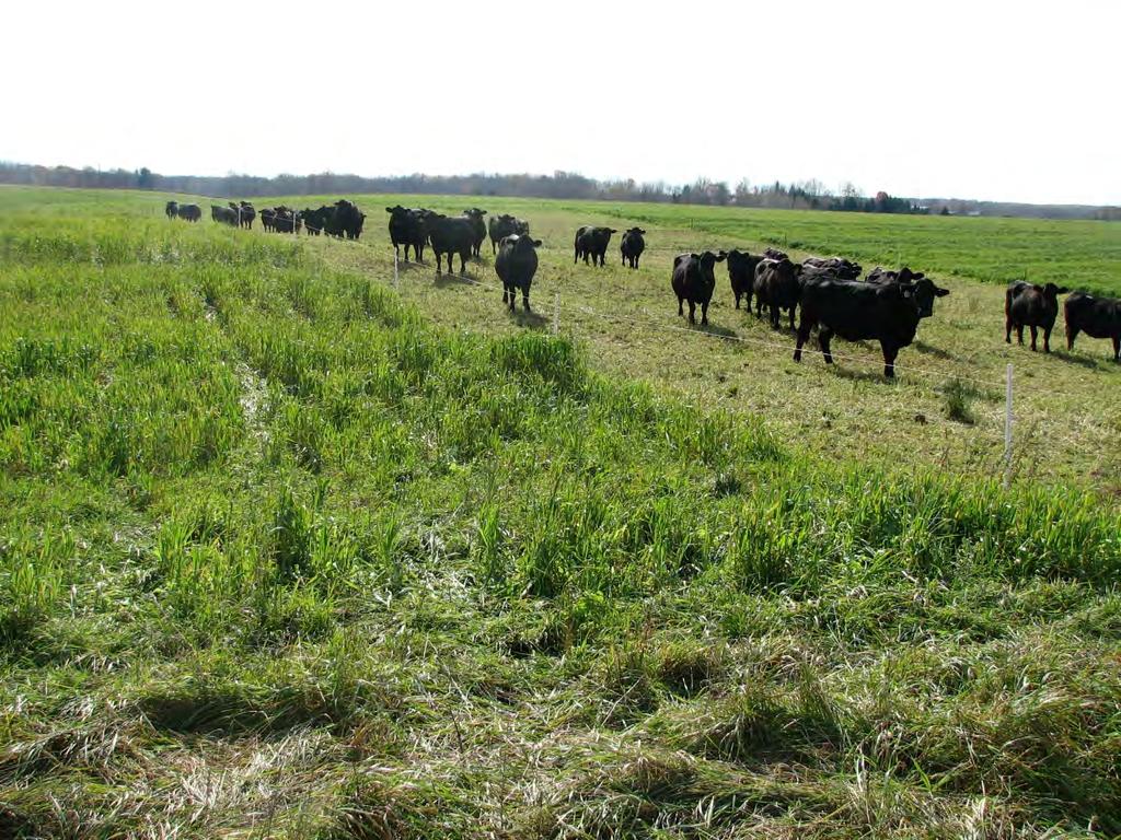 Salinas Farms Top dressed fertilizer on 9/12/15 Ran a total of 160 cows ten days in Oct. & more days for a second graze in Nov.