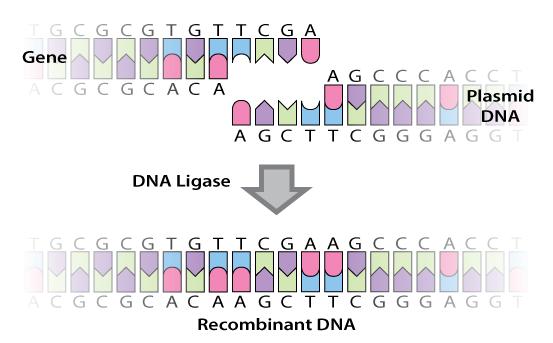 www.ck12.org Chapter 8. Human Genetics and Biotechnology Gene Cloning Gene cloning is the process of isolating and making copies of a gene. This is useful for many purposes.