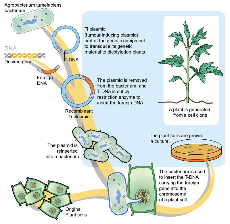 www.ck12.org Chapter 8. Human Genetics and Biotechnology FIGURE 8.16 Creating a Transgenic Crop. A transgenic crop is genetically modified to be more useful to humans.