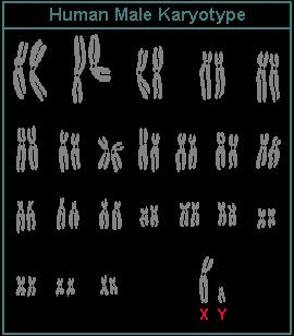 vocabulary terms HOMOLOGOUS CHROMOSOME- A pair of matching chromosomes in an organism, with one