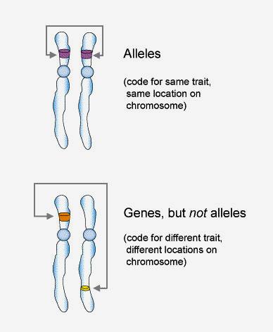 a specific locus (position) on homologous chromosome.