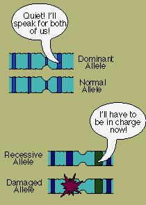 How do alleles differ?