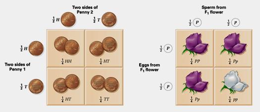 Probability and Punnett Squares Punnett square: diagram