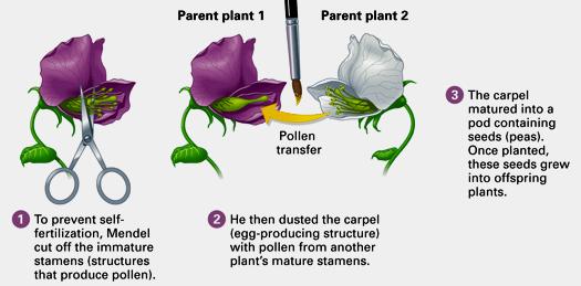 To test the particulate hypothesis, Mendel crossed true-breeding plants that had two distinct and contrasting traits for example, purple or white