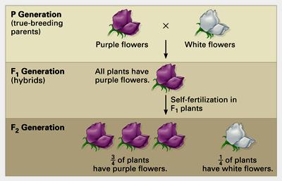 For each monohybrid cross, Mendel cross-fertilized true-breeding plants that were different in just one