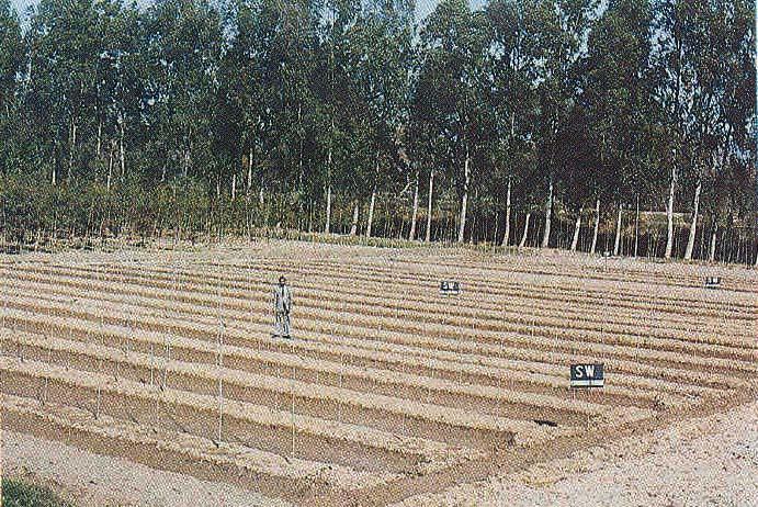 KARNAL TECHNOLOGY (Sewage fed Agro-forestry) Application of sewage should be controlled in order to ensure that water is either evaporated or consumed within 12 18 hours and there is no water
