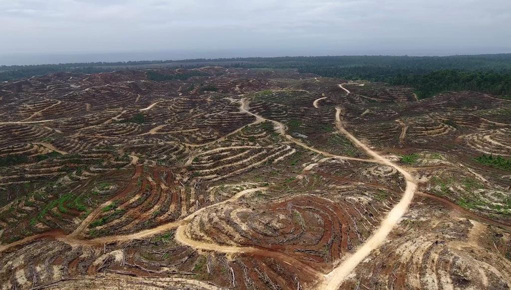 Drone footage of rainforest recently cleared under