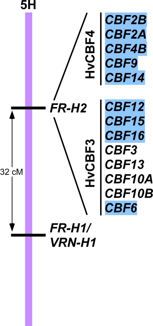 FROST RESISTANCE-H2 FR-H2 has >13 CBFs In Dicktoo and Nure, CBF2A and CBF4B are present in multiple copies in tandem array Nure Tremois In Morex and Tremois, CBF2 and CBF4 are present in single copy