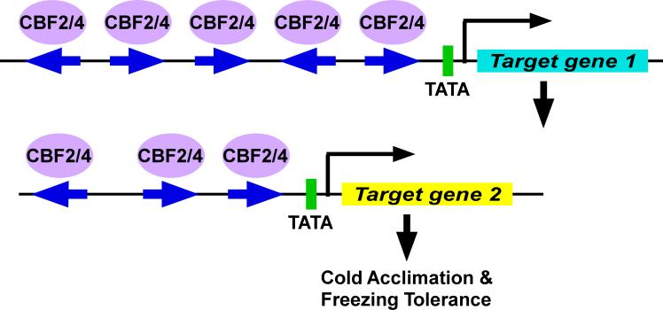 Key findings and prospects Regulatory genes increasing freezing tolerance, the CBFs, are higher in copy number in winter