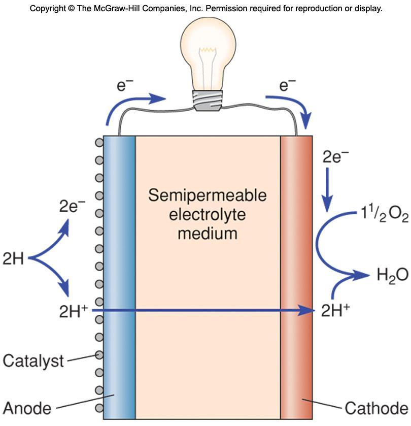 Fuel Cell Cathode (+) and anode (-) separated by electrolyte which allows ions to pass, but is impermeable to electrons.