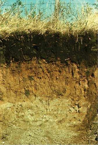 Soils are Layered Soils are stratified into horizontal layers called soil