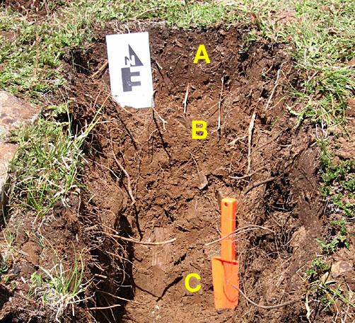 These soils have a thick, organic-rich A-Horizon which developed from deep, dense roots when