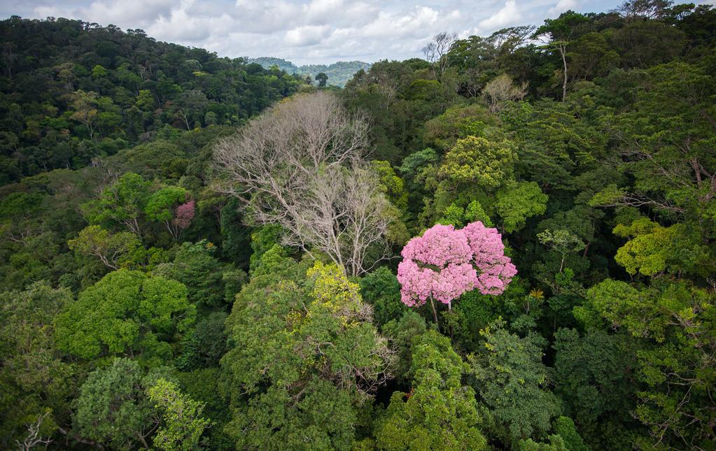 THE CONTEXT As the largest remaining block of primary tropical forest on Earth, the Guiana Shield and North Eastern Amazon has the potential to play a critical role in mitigating climate change and