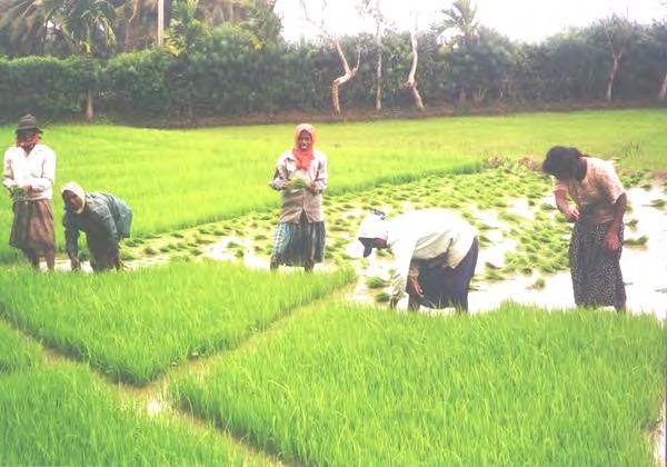 are men; women unpaid family laborers): Allocate irrigated