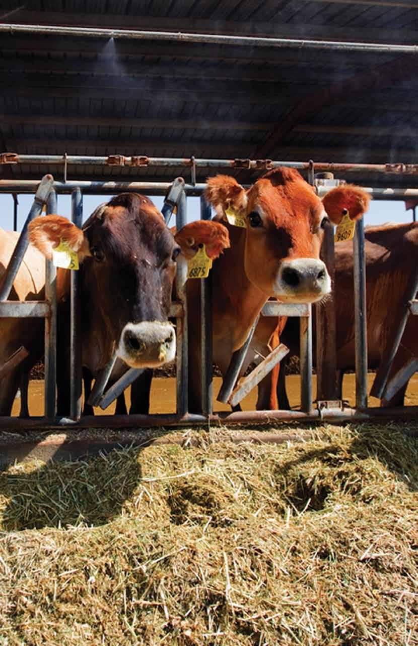 What Do Cows Eat? The quality of the feed for dairy cows is important because it affects the quality of the milk.