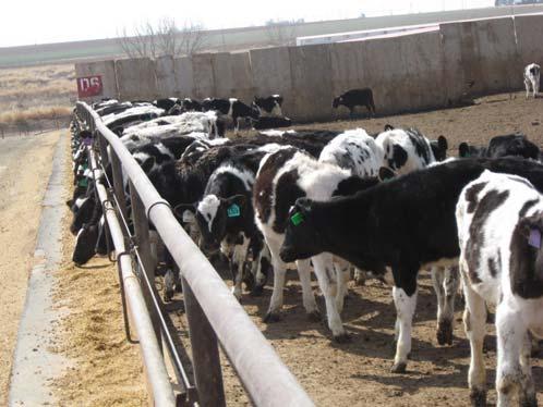 Biocontainment Recommendations Heifers: Separate heifers from Dairy 1