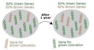 Population Genetics Microevolution is