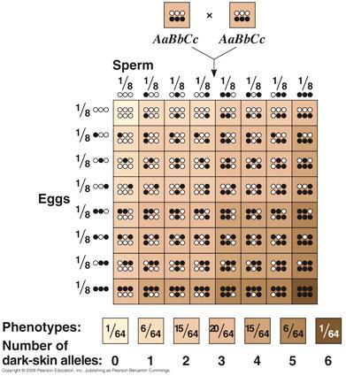 Phenotypic Variation Polygenic characters are influenced by