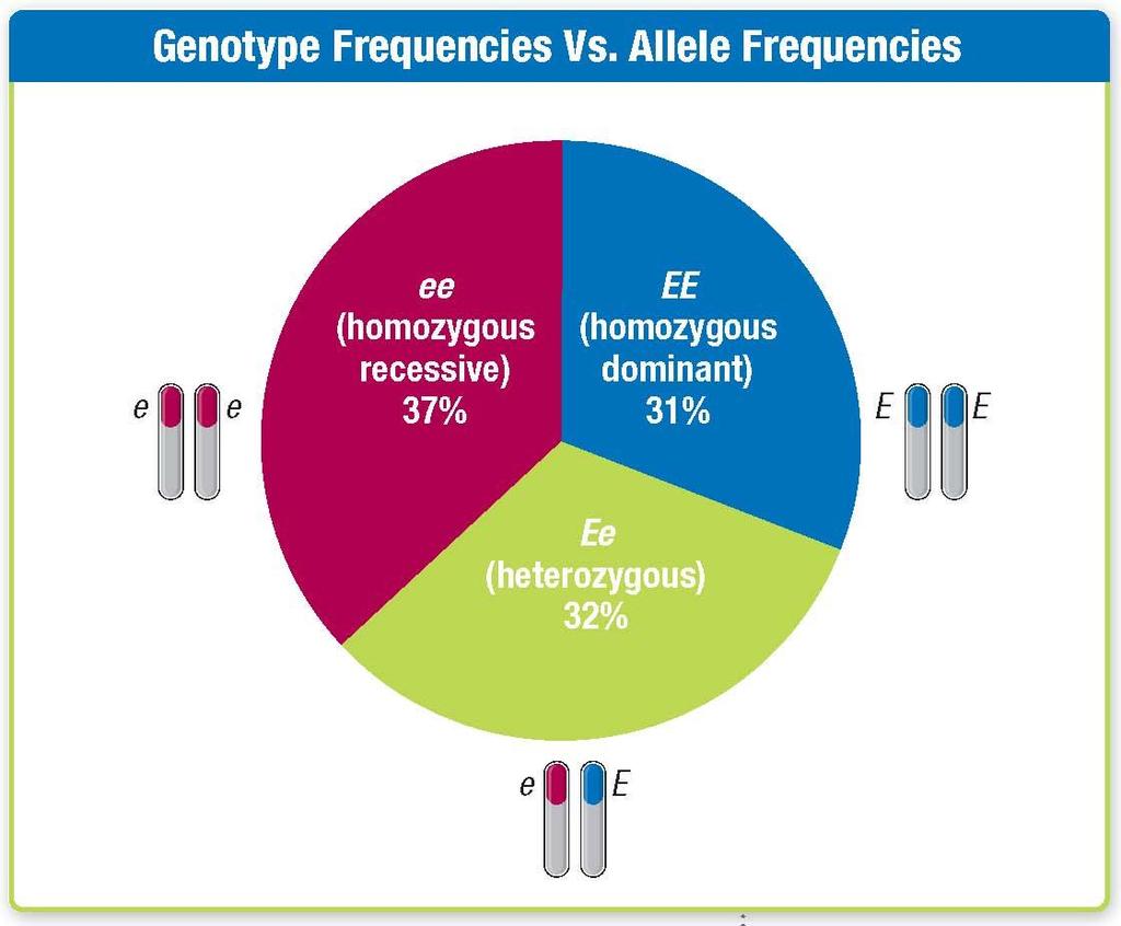 Genotype Frequencies