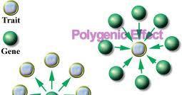 Polygenic A character that
