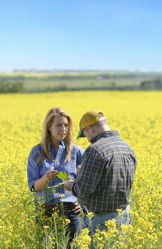 CANOLA CEREAL PULSES