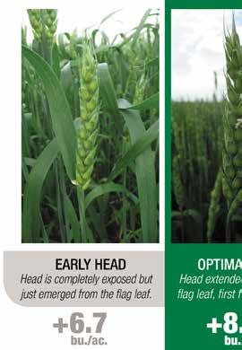 Using a fungicide in cereals has become common practice in recent years as a way to protect your yield and maintain quality.