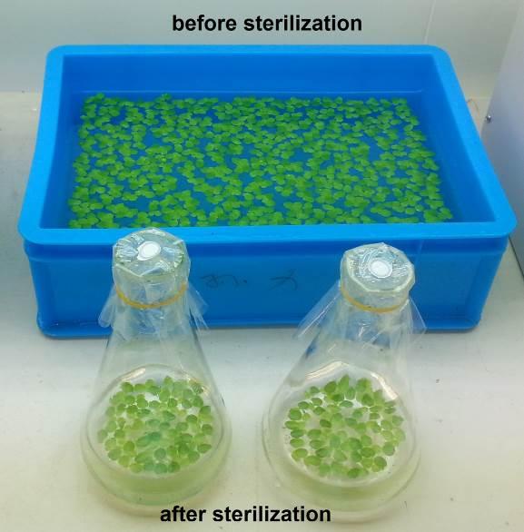 Figure 2. The incubation condition of the duckweed fronds Note: The duckweed fronds will gradually lose chlorophyll hours after sterilization (6 h later).