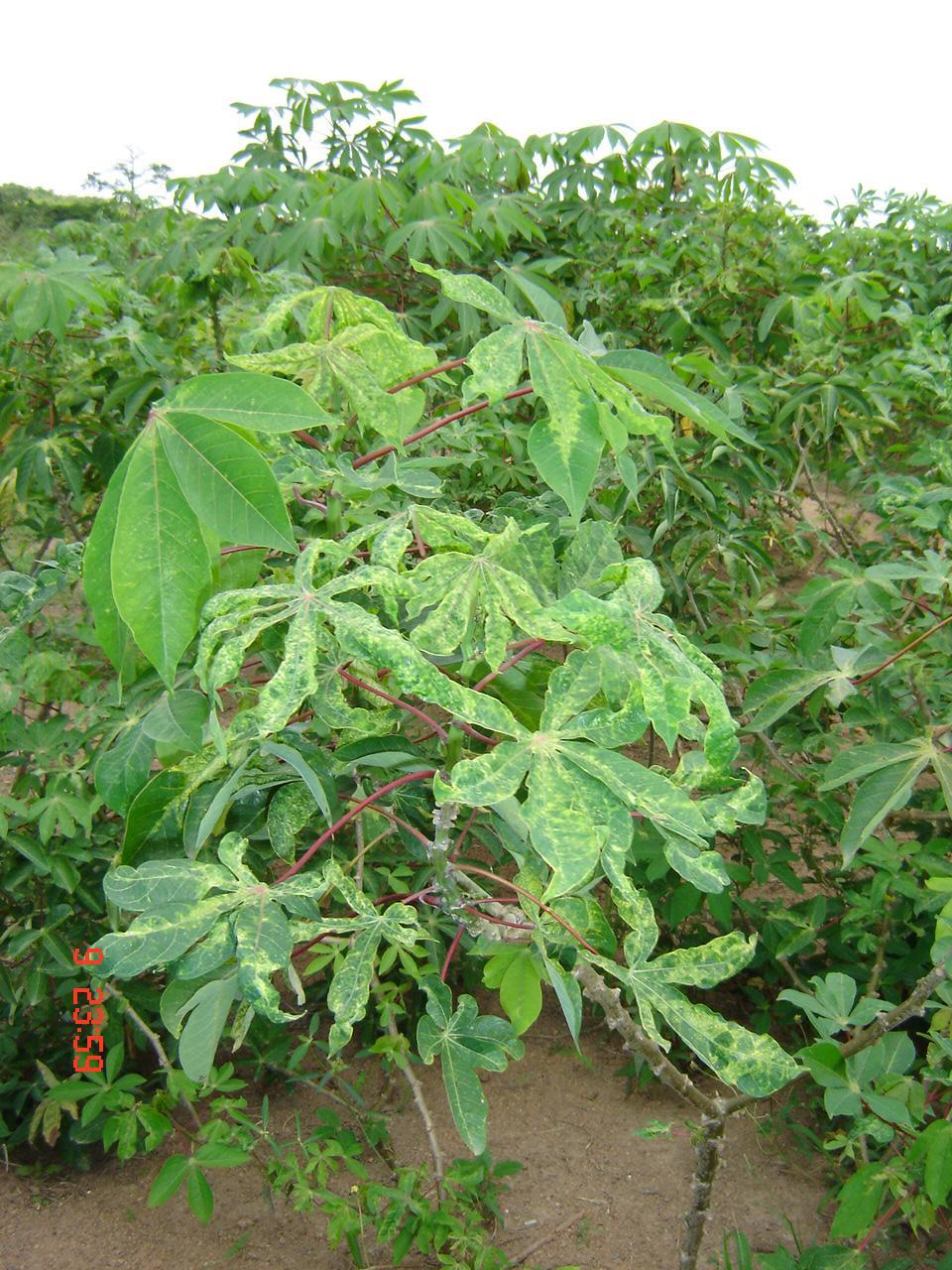 Figure 2. Cassava plant showing the typical leaf mosaic symptom.