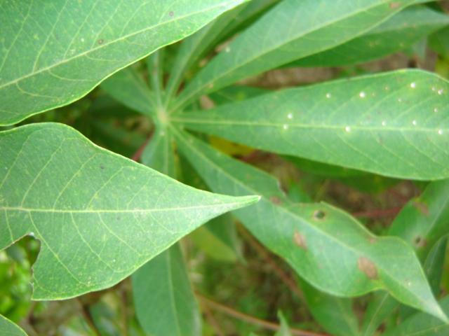 Figure 13. Cassava leaf with white leaf spots. Infected leaves that drop from plants are sources of spores of leaf spot causing fungi.