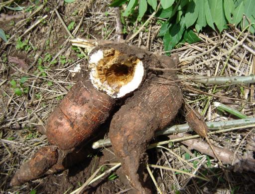 Figure 19. Rotten root of cassava harvested 24 months after planting. Note the inner colored rotten tissue.