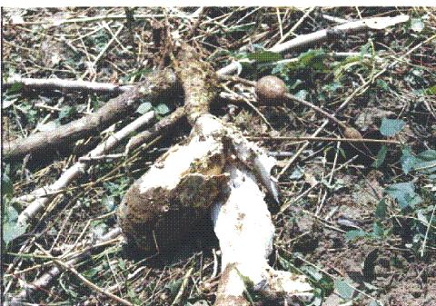 Figure 20. Rotten cassava roots left on a harvested field. This is a good source of spores and other infective structures of pathogens for new infections in the next season's crop of cassava.