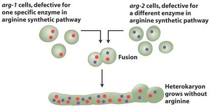 One-gene-one-enzyme All the arg mutants require addition of arginine for growth each encodes for a different enzyme in a pathway for the conversion of these precursor compounds into arginine: