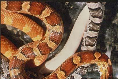Skin pigmentation in corn snakes Two genes involved in colour.
