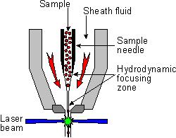 Flow Cytometry Basics 1. Cells in a single profile pass through the flow cell 2.