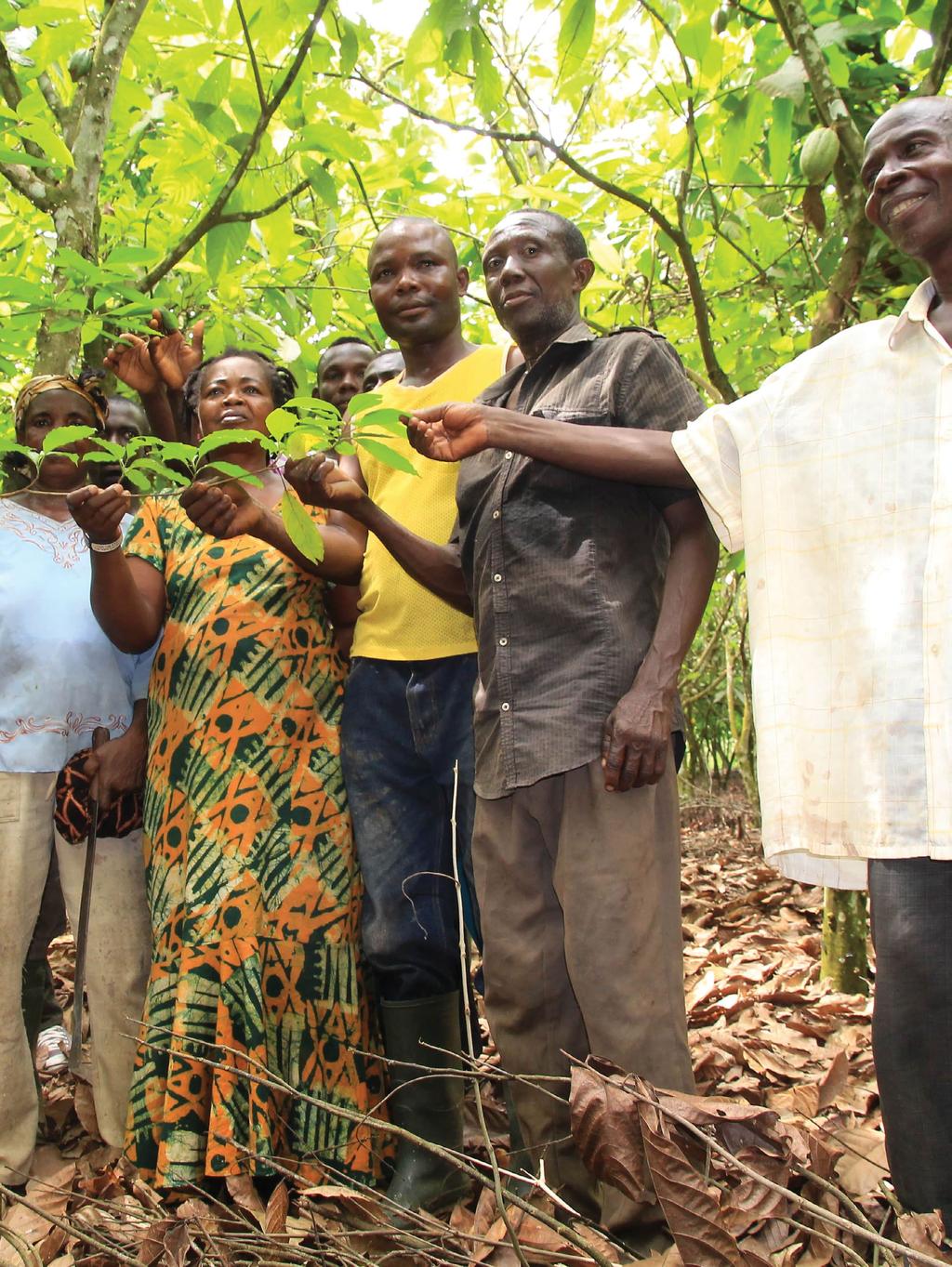 SUSTAINABLE FORESTS 22 23 Source: CIF COCOA IN GHANA + One of the world s leading cocoa producers + Provides livelihoods for 800,000 families, about 13 percent of the country s total population* +