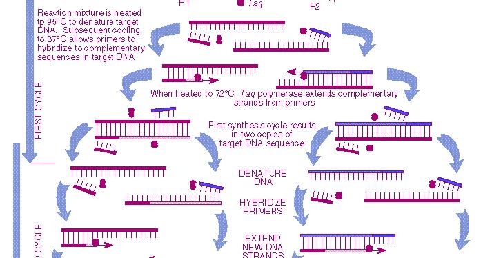 Traditional Polymerase Chain Reaction PCR is a popular method widely applied to detect ARGs in samples from environment since at least 2001 It is an enzyme-based assay using oligonucleotide primers,