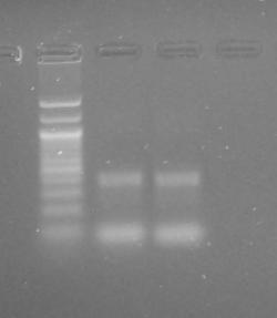 a representative subset of samples to ensure that the PCR is amplifying the