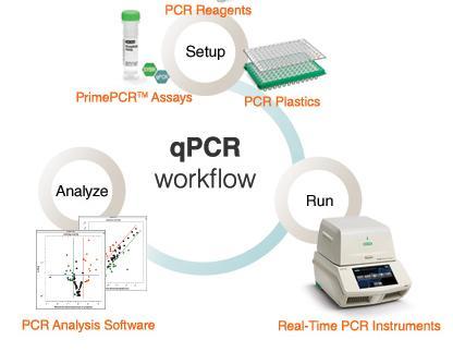 Real-Time Quantitative PCR STEPs PCR amplification reaction setup: The PCR reaction itself is modified to include either probes, which fluoresce when bound to the target DNA, or dyes (SybrGreen) that