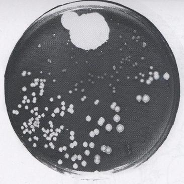 later identified as Penicillum notatum, inhibits the growth of Staphylococcus Penicillium colony Staphylococci undergoing