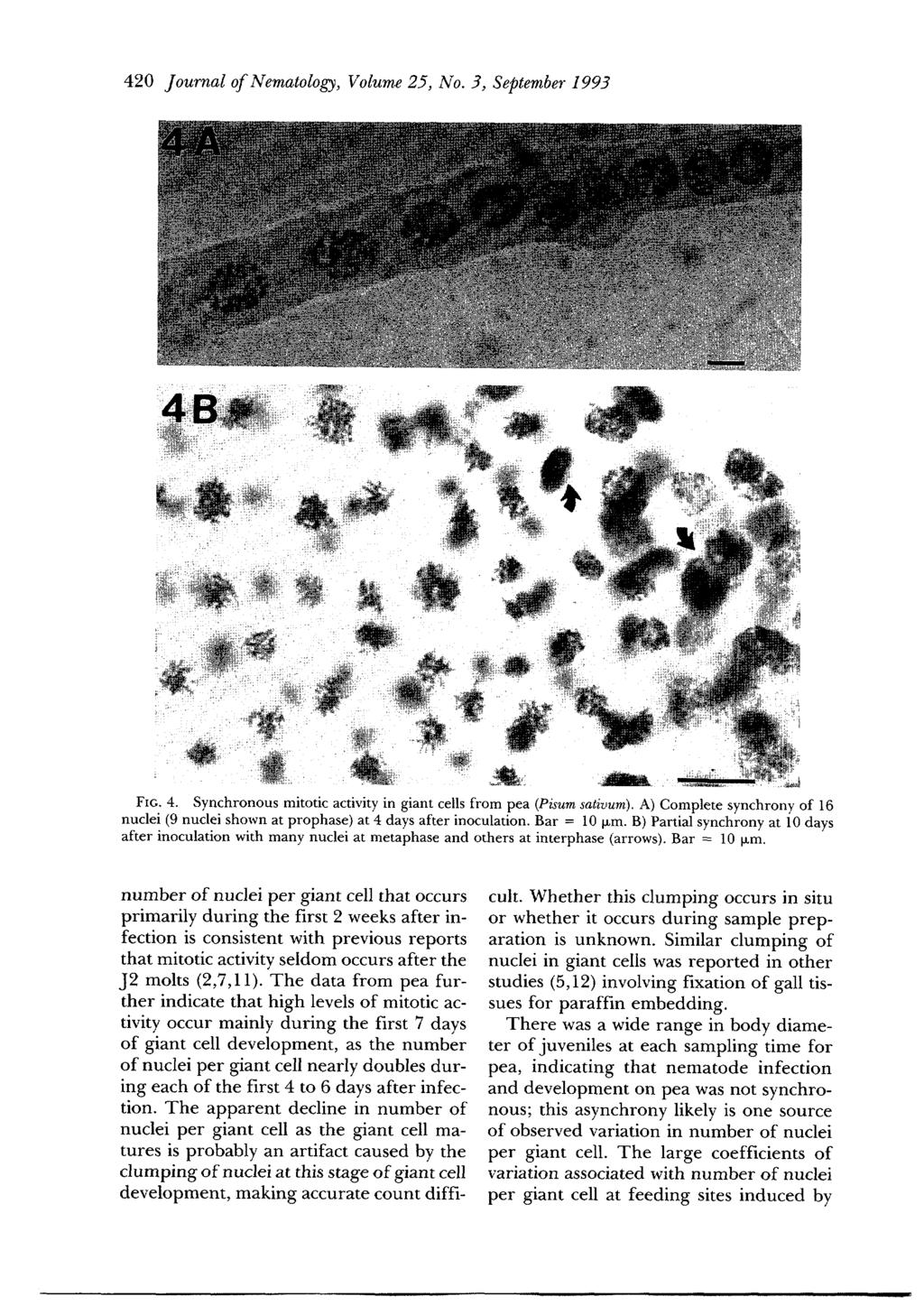 420 Journal of Nematology, Volume 25, No. 3, September 1993 j FIo. 4. Synchronous mitotic activity in giant cells from pea (Pisum sativum).
