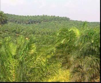 Malaysian Palm Oil Industry Introduced in late 19th century from Africa The highest oil producing crop (actual ~ 3900 kg/hectare) The largest commodity in Malaysia, 4.17 million hectares USD $9.