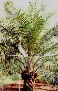 Palm Biomass Output (2006) Pruned fronds - during harvesting/ maintenance pruning 43.