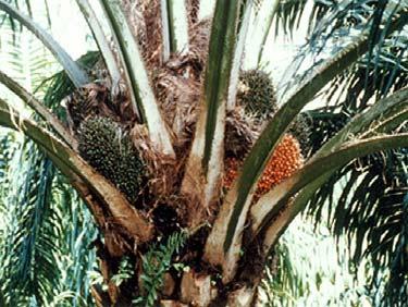 Palm Biomass Output (2006) Fiber 10.
