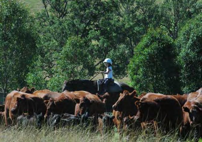 The Australian Cattle Industry Strong cattle prices, but hampered by persistent