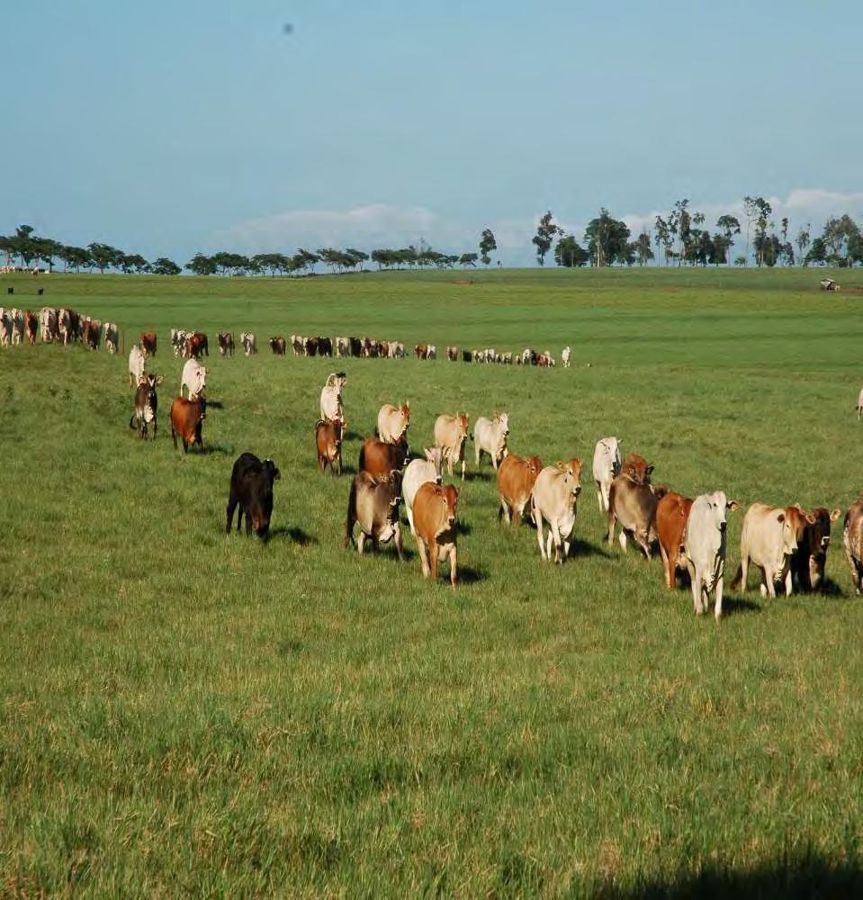 Florida Beef Cattle Short Course
